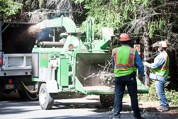 Tree Services